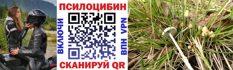 Псилоцибиновые грибы прущие грибы  Нижний Новгород 